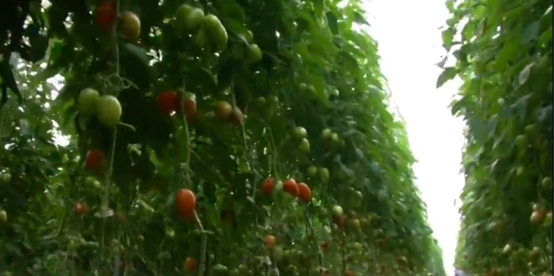 México busca nuevo acuerdo para exportación de tomate a EU