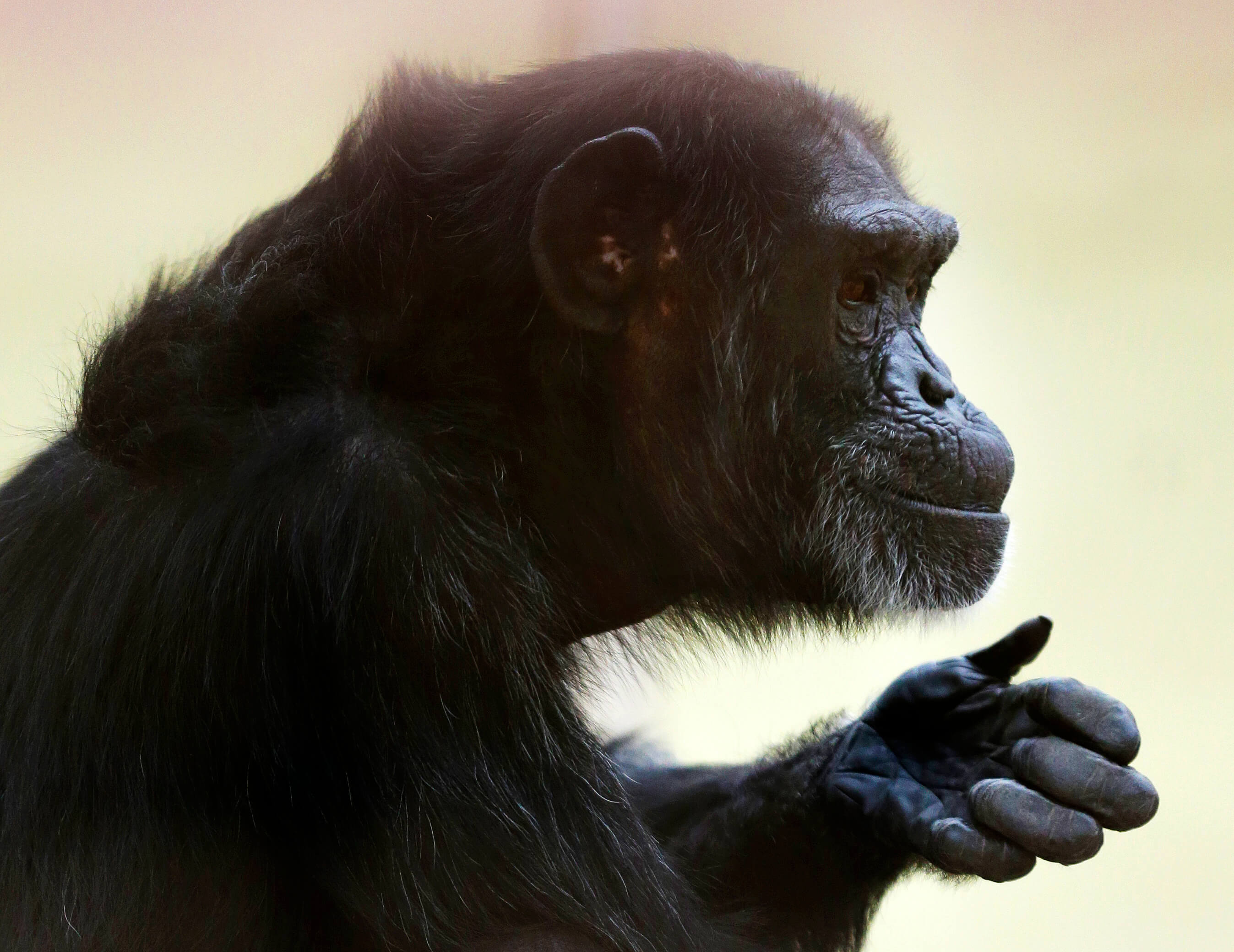 FOTO Tortugas, botana para chimpancés en naturaleza (AP septiembre 2016 estados unidos)