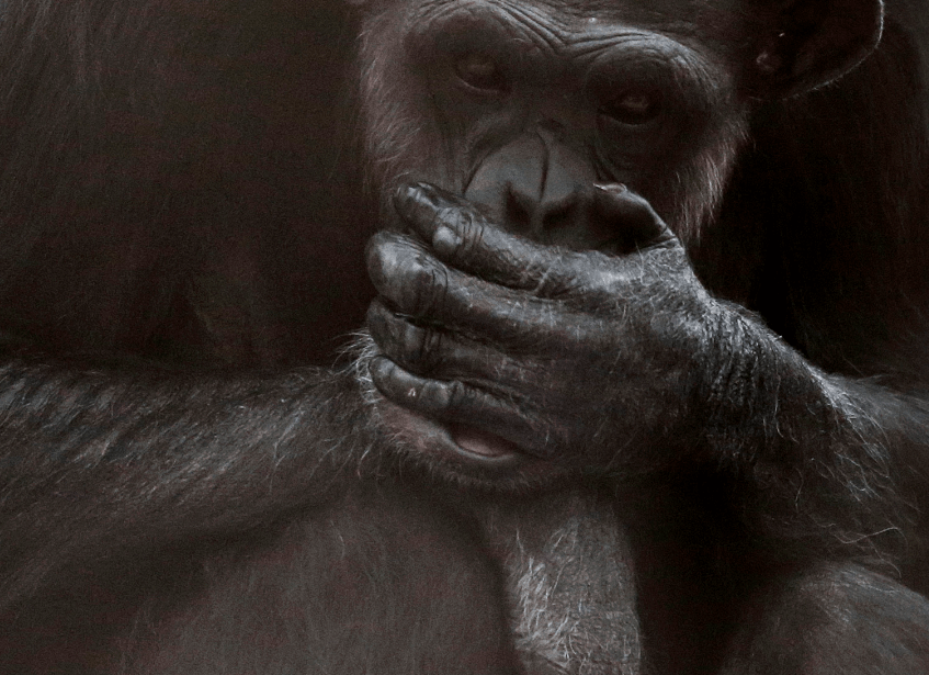 FOTO Tortugas, botana para chimpancés libres en la naturaleza (AP 21 septiembre 2016 estados unidos)