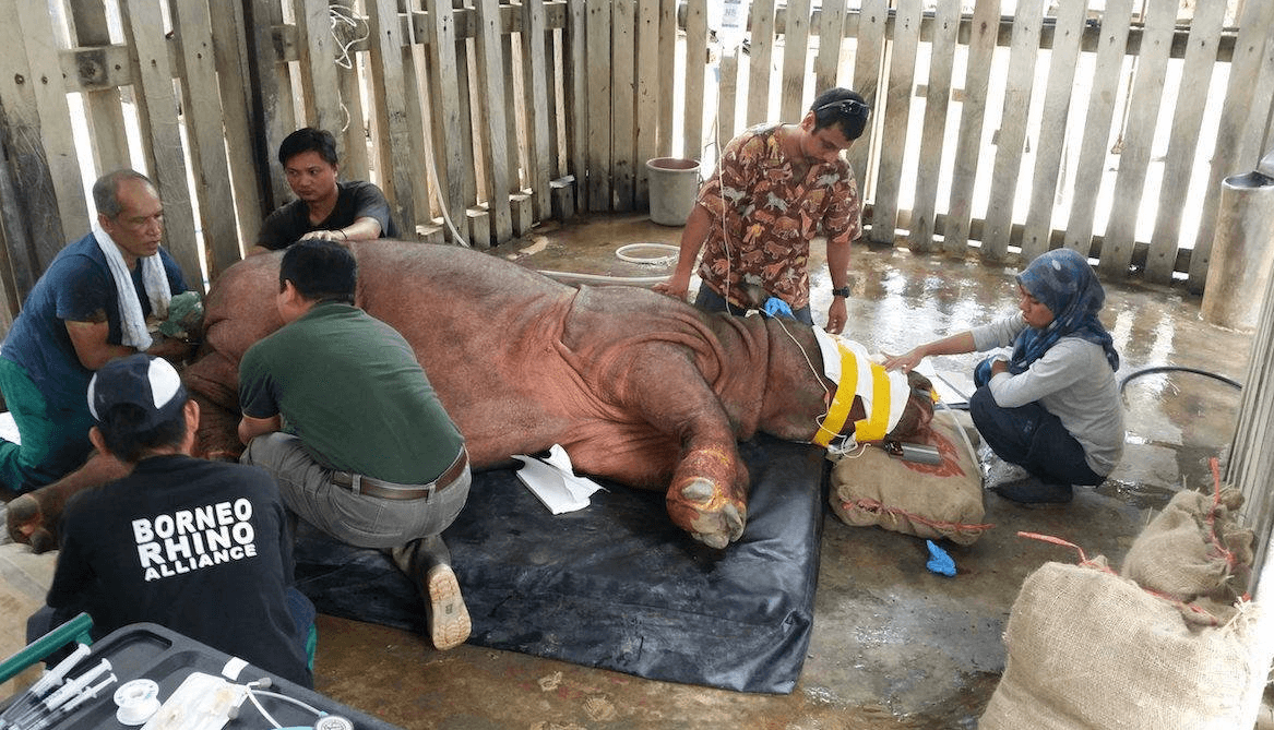 Foto: Veterinarios durante la atención a Tam , 27 de mayo de 2019, Sumatra
