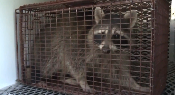 FOTO Zombies en Chicago: Son mapaches con moquillo (FOX 17 mayo 2019 illinois)