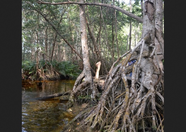 Rehabilitan 650 hectáreas de manglares en Yucatán