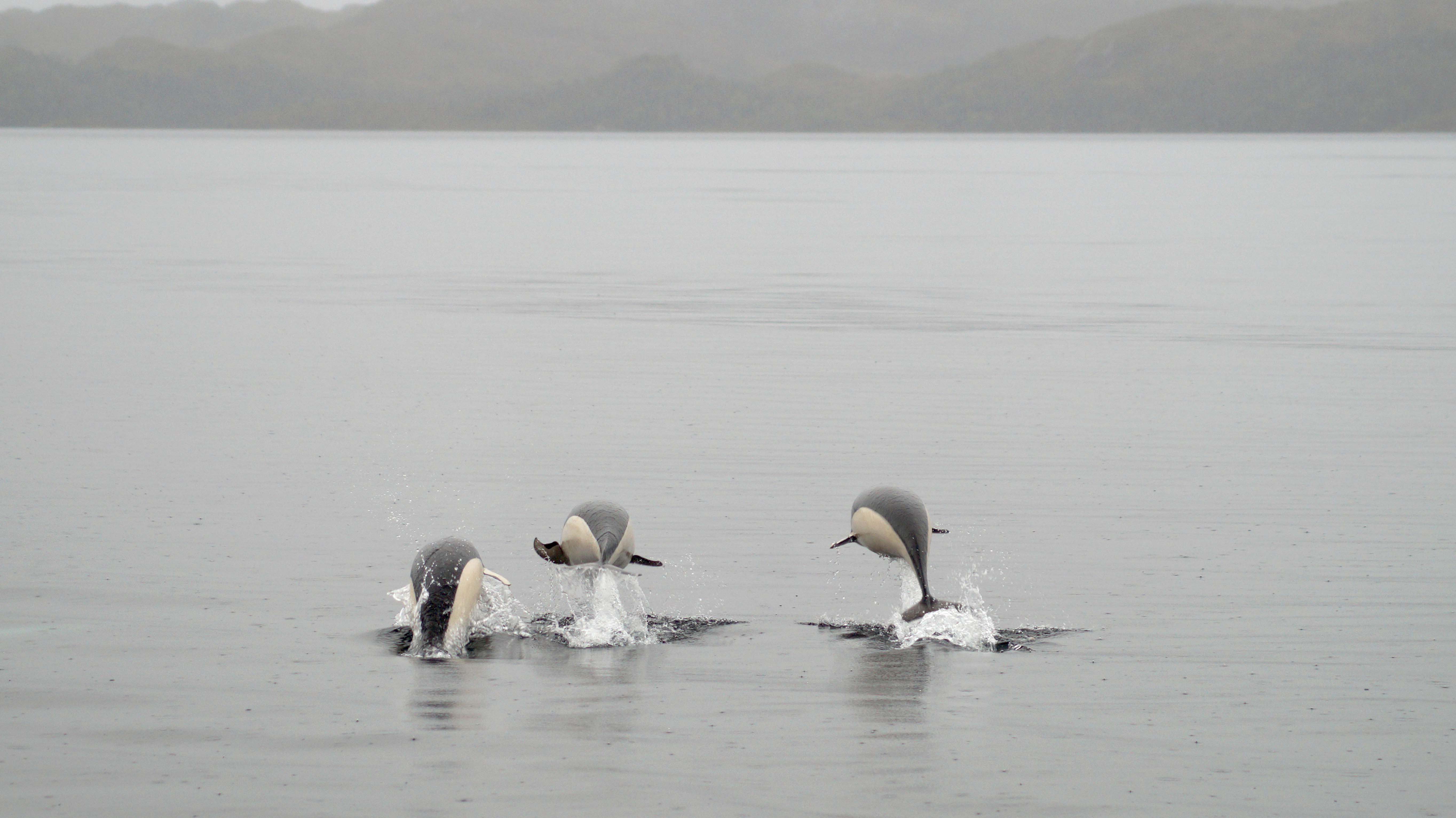 foto Captan primeras fotografías de delfines lisos en Chile 11 junio 2019