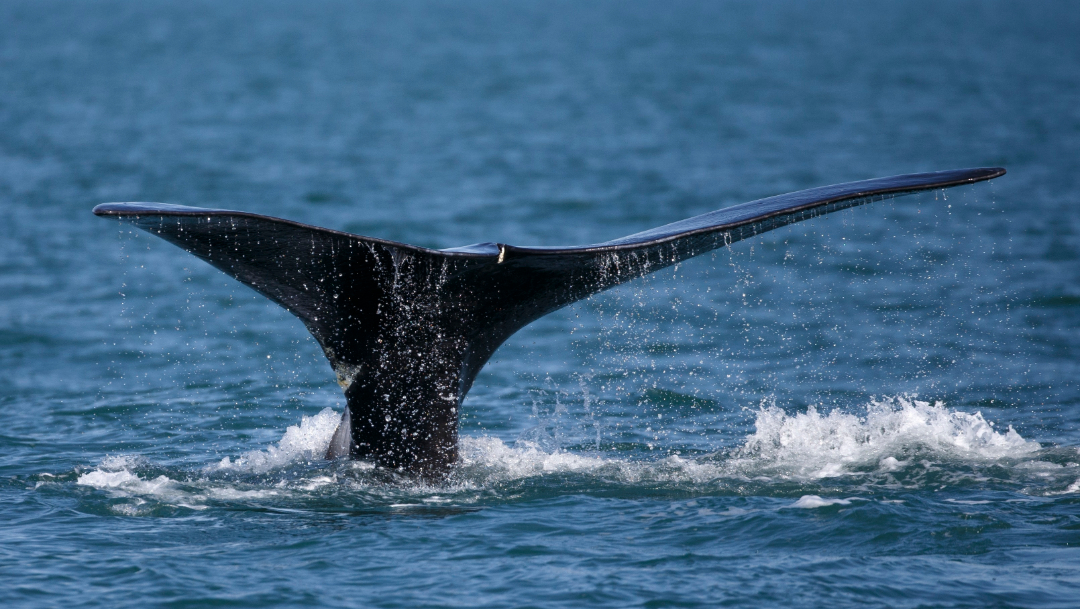 Japón reanuda caza comercial de ballenas después de 30 años