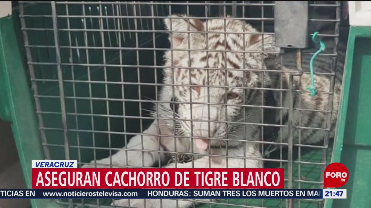 FOTO: Aseguran cachorro de tigre durante cateo en Veracruz, 22 Junio 2019