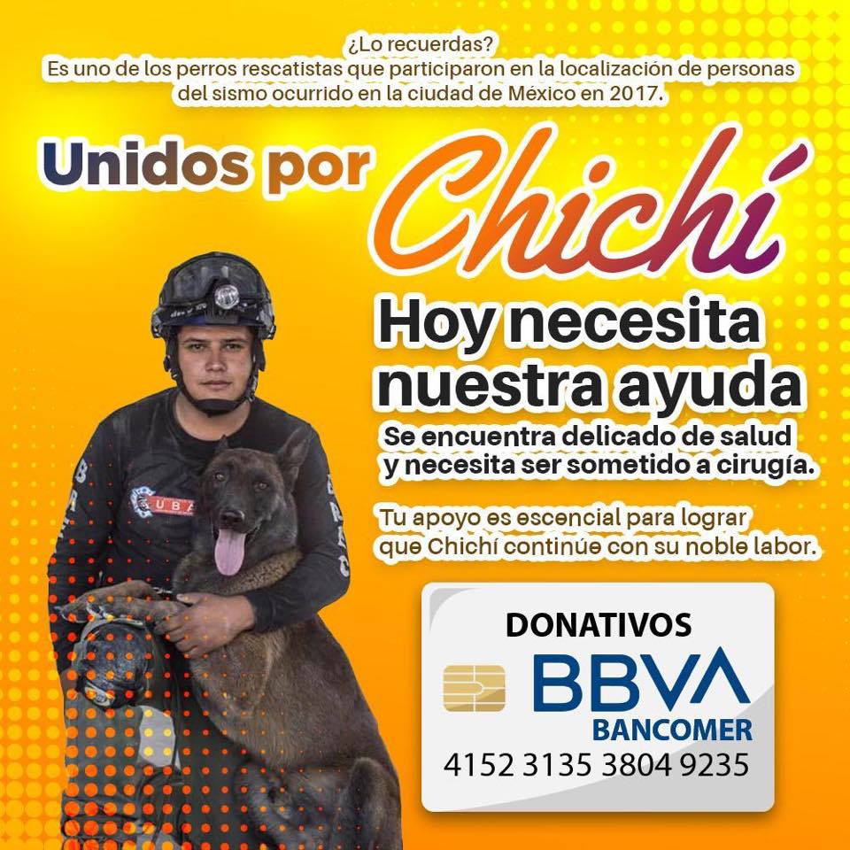 Foto Piden ayuda para Chichi, perro rescatista en el sismo del 19-S 28 junio 2019