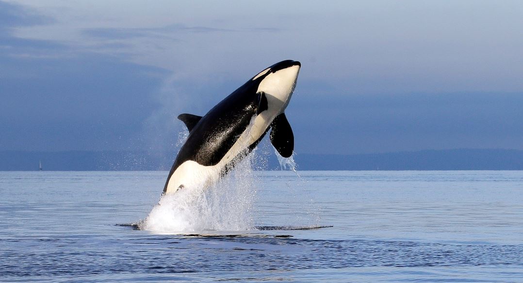 Foto de archivo de una orca hembra en peligro de extinción, 12 junio 2019
