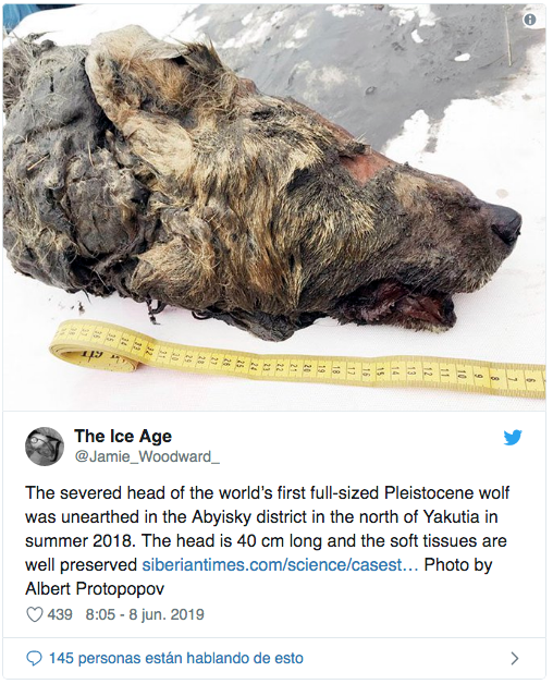 Foto Encuentran cabeza de lobo gigante que vivió hace 40 mil años 10 junio 2019