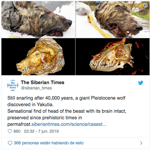 Foto Encuentran cabeza de lobo gigante que vivió hace 40 mil años 10 junio 2019