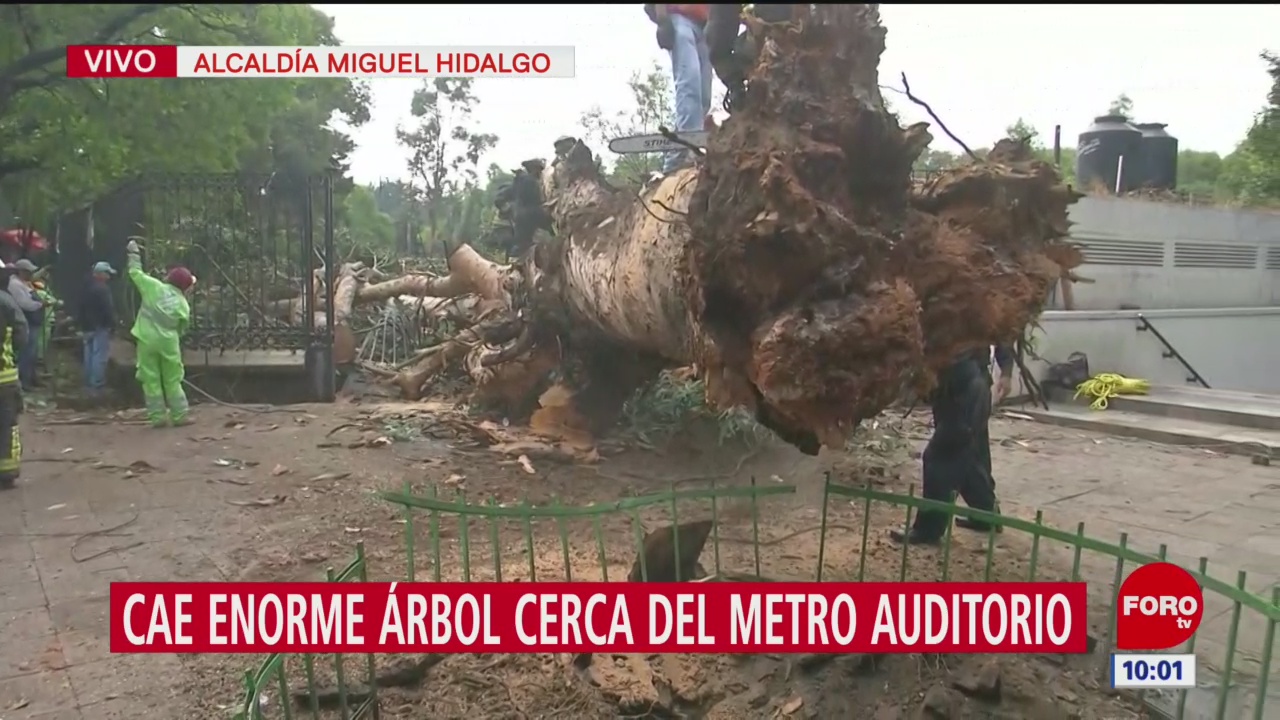 Cae enorme árbol en salida de Metro Auditorio, sobre Reforma