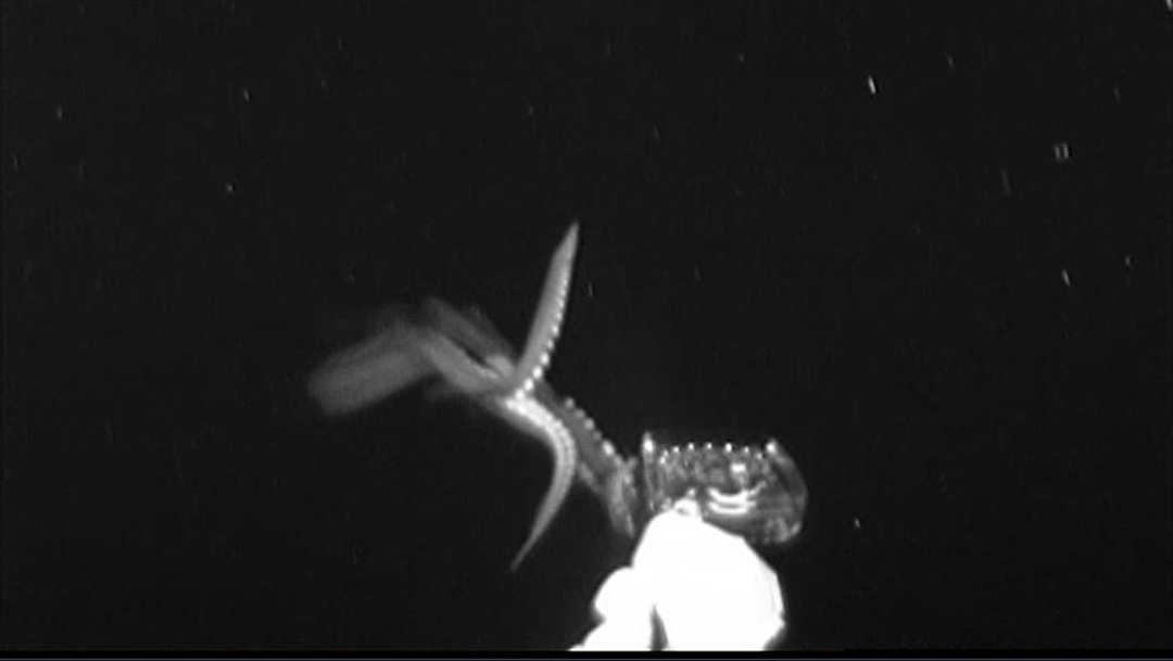 Foto: Logran grabar a un calamar gigante en el Golfo de México., 22 junio 2019