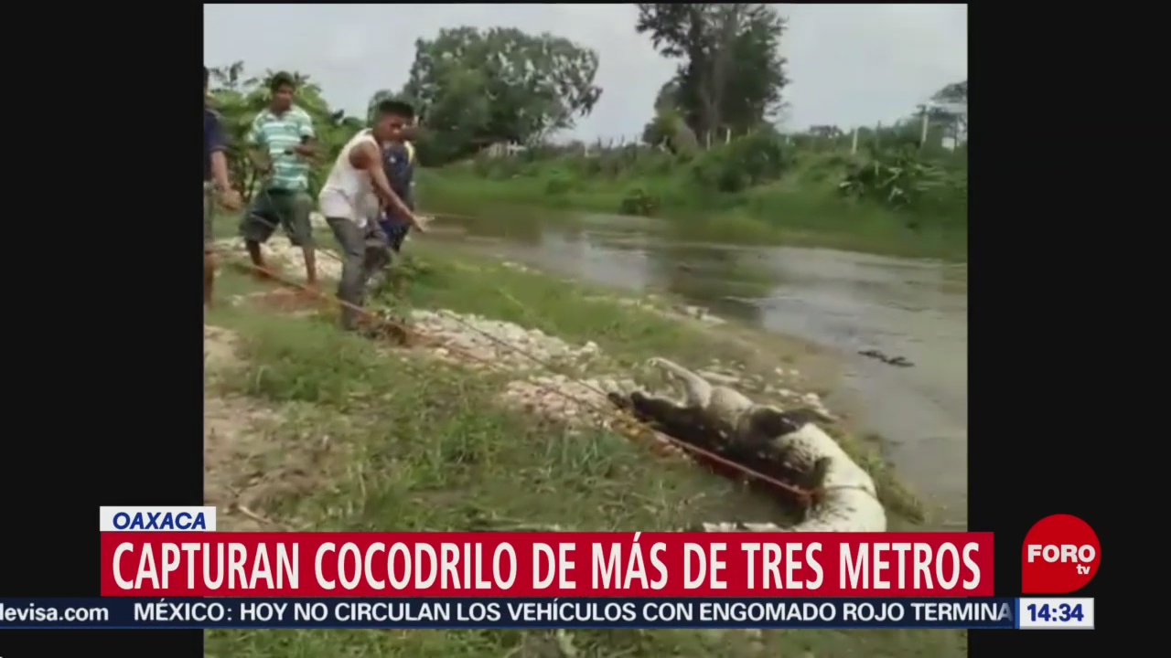 Capturan cocodrilo de más de 3 metros en Oaxaca