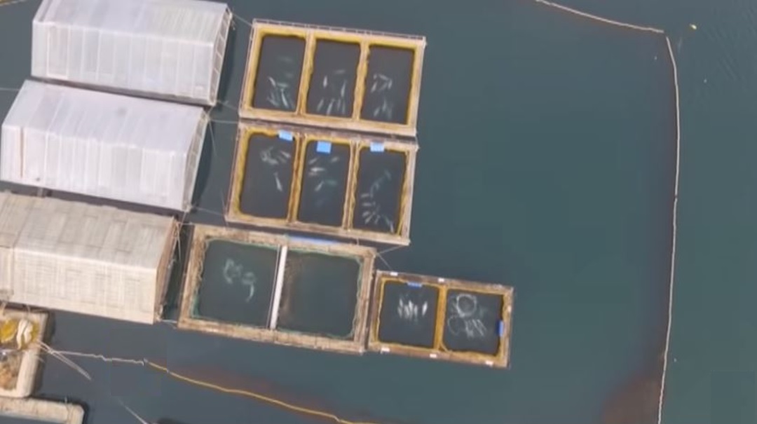 En la "cárcel de ballenas" aún quedan 81 belugas, 9 orcas y 5 crías de morsa. (Foto: @ActualidadRT)