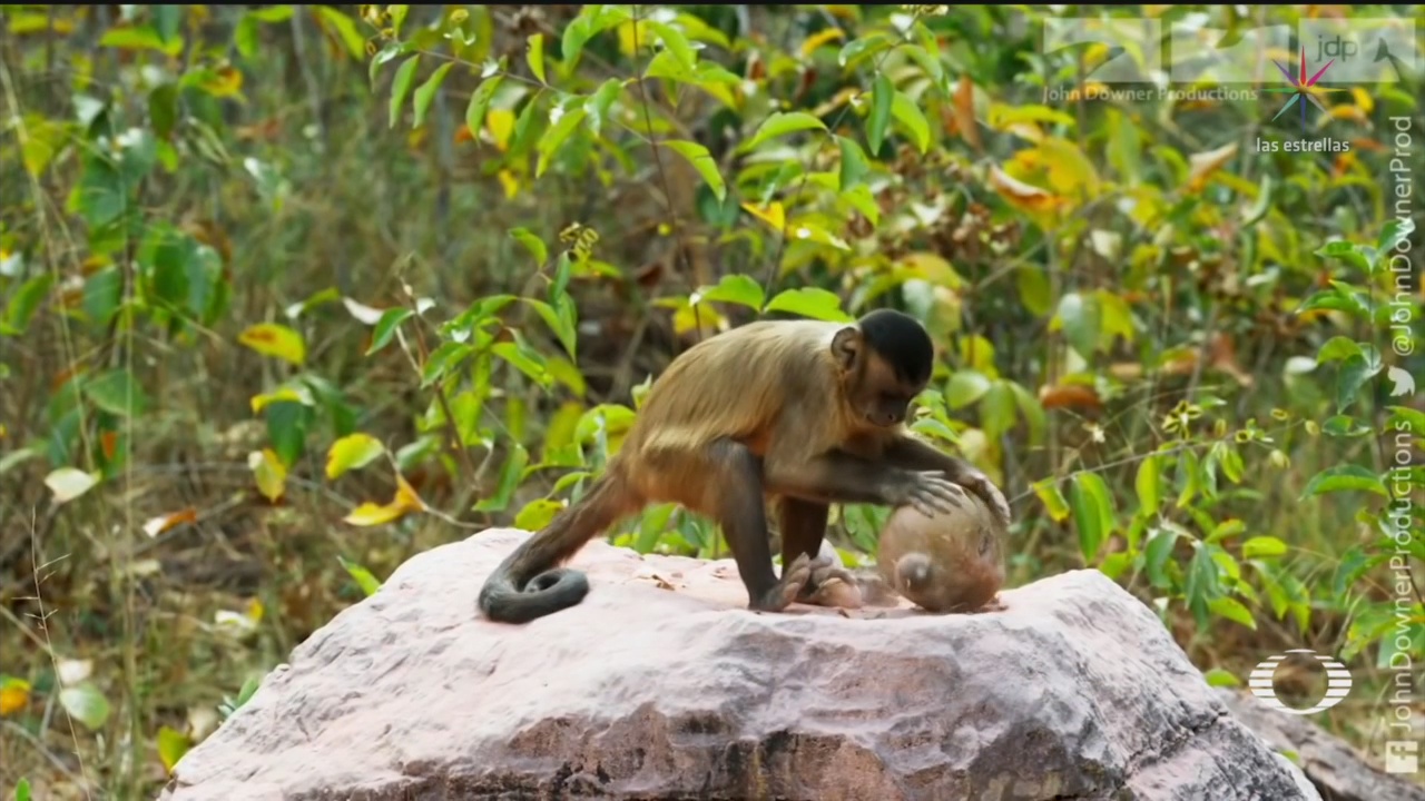 Foto: Científicos Descubren Monos Usan Herramientas Hace 3 Mil Años 26 Junio 2019