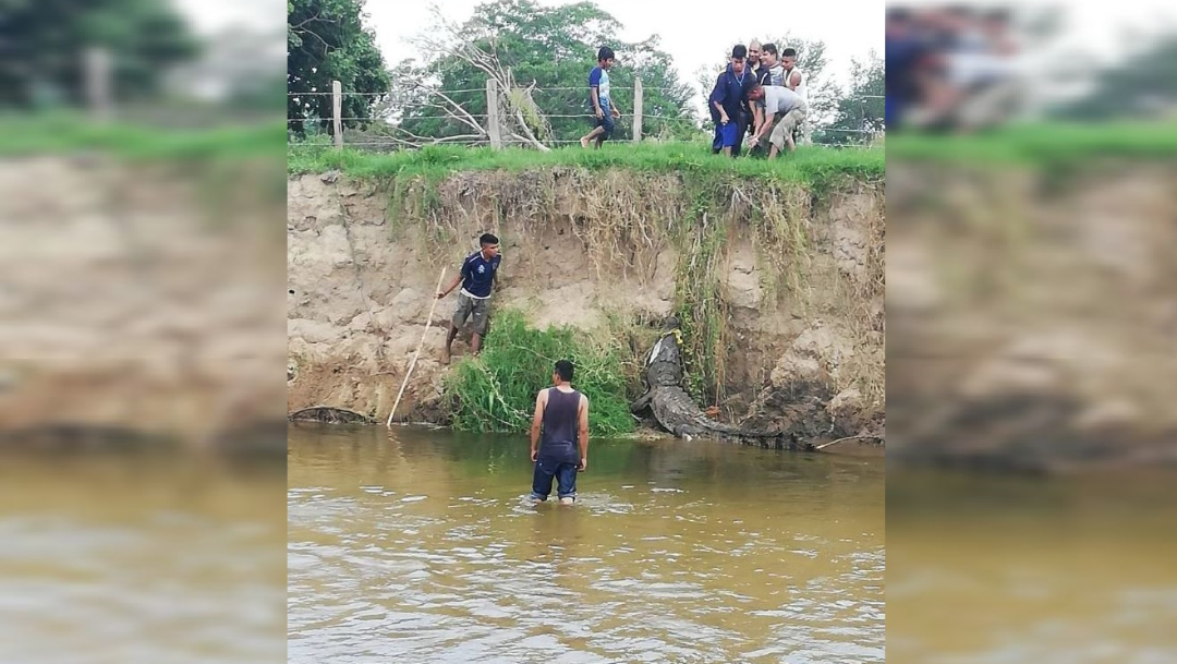 Foto: Un cocodrilo de más de tres metros y medio de longitud fue capturado en la comunidad de Río Grande, Oaxaca, 26 junio 2019