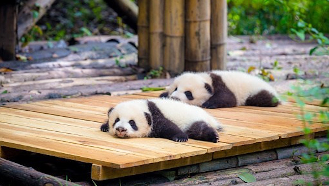Foto Nacimiento y desarrollo de pandas gemelos da esperanza de vida a la especie 16 junio 2019