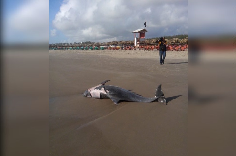 Foto: Hallan delfín muerto en la Playa Miramar en Madero, Tamaulipas, 6 junio 2019