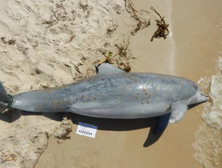 EU investiga muerte de más de 270 delfines en Golfo de México