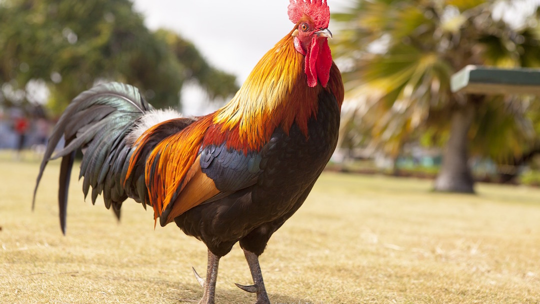 Por canto ruidoso de gallo, vecinos demandan a su dueña