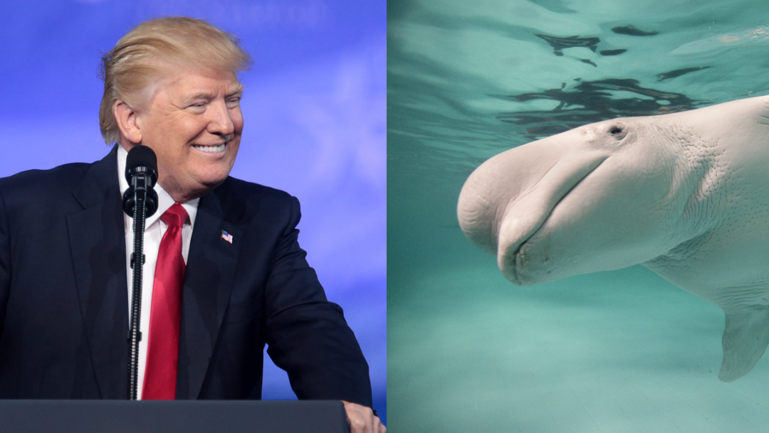 Trump-Tweets-Donald-Principe-ballenas-Prince-Wales-Whales-Gales-Noticias-Presidente-Donal, Ciudad de México, 13 de junio 2019