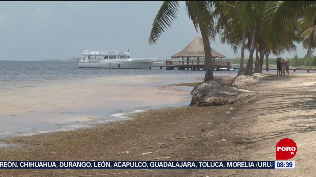 FOTO: El sargazo afecta playas de Quintana Roo y al sector hotelero, 29 Junio 2019