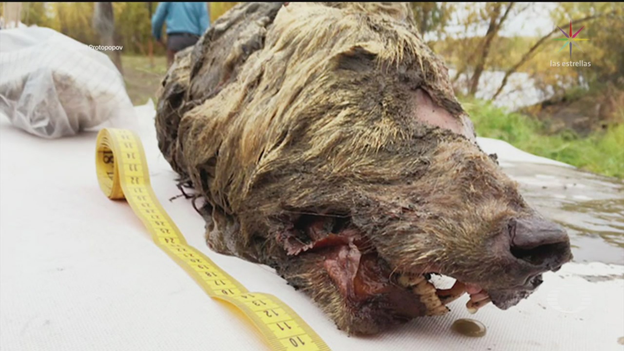 Foto: Encuentran Cabeza Lobo Gigante Pleistoceno Rusia 14 Junio 2019