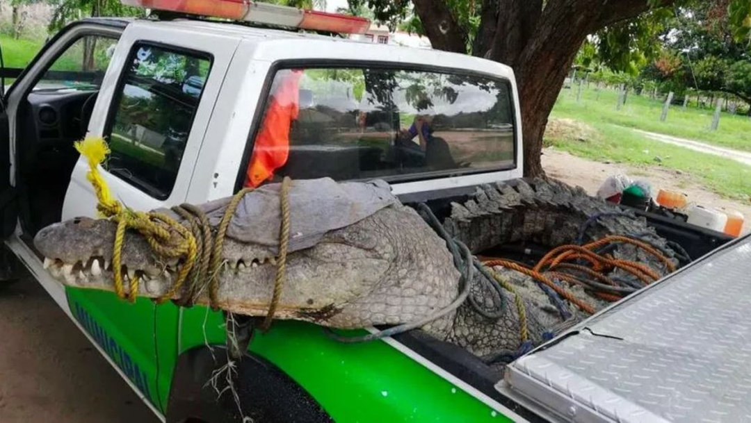 Foto: Un cocodrilo de más de tres metros y medio de longitud fue capturado en la comunidad de Río Grande, Oaxaca, 26 junio 2019