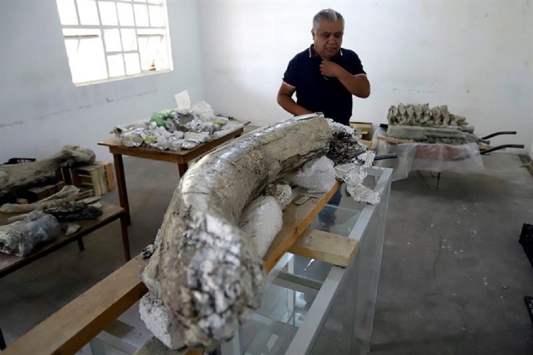 Foto: restos fósiles hallados en Puebla, 12 de junio 2019. EFE