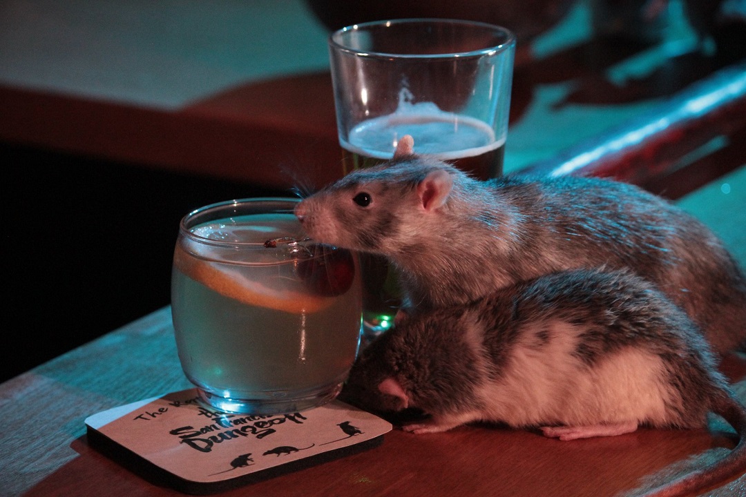 Foto: Ratas tomando una bebida en el bar San Francisco Dungeon. El 10 de junio de 2019