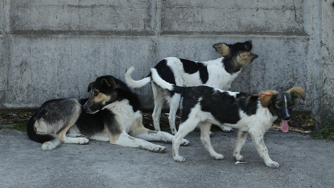 foto Denuncian envenenamiento masivo y asesinatos de perros en Zacatecas 11 junio 2019