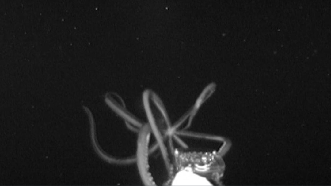 Foto:: Graban un calamar gigante en el Golfo de México, 22 JUNIO 2019