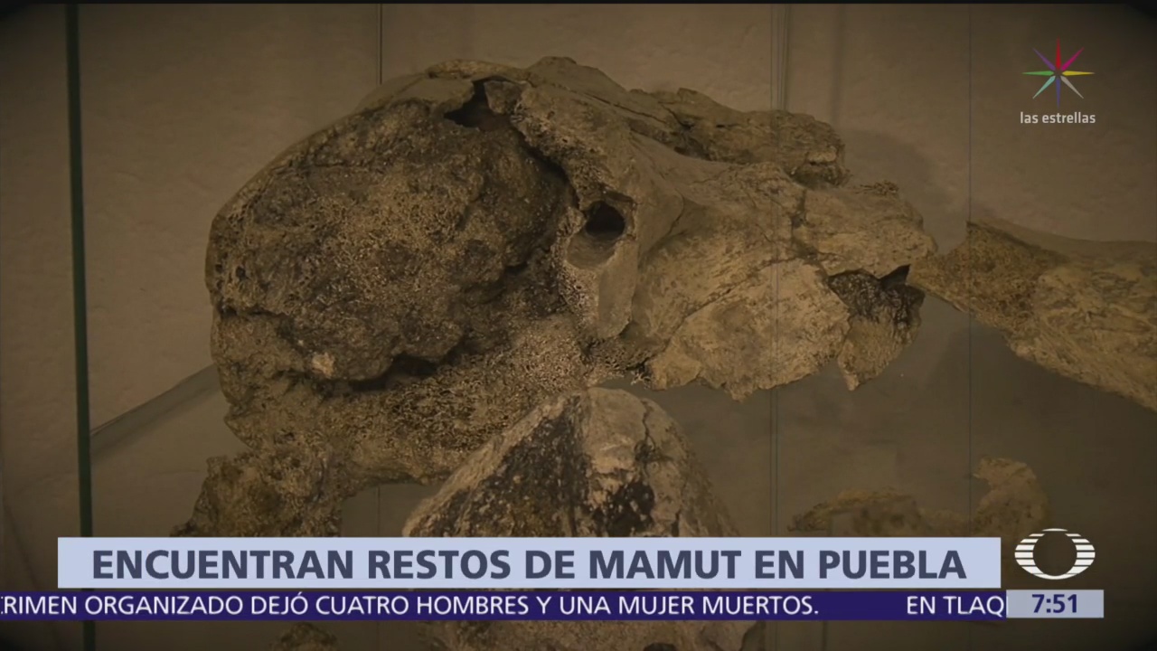 Hallan osamentas de mamut en Puebla