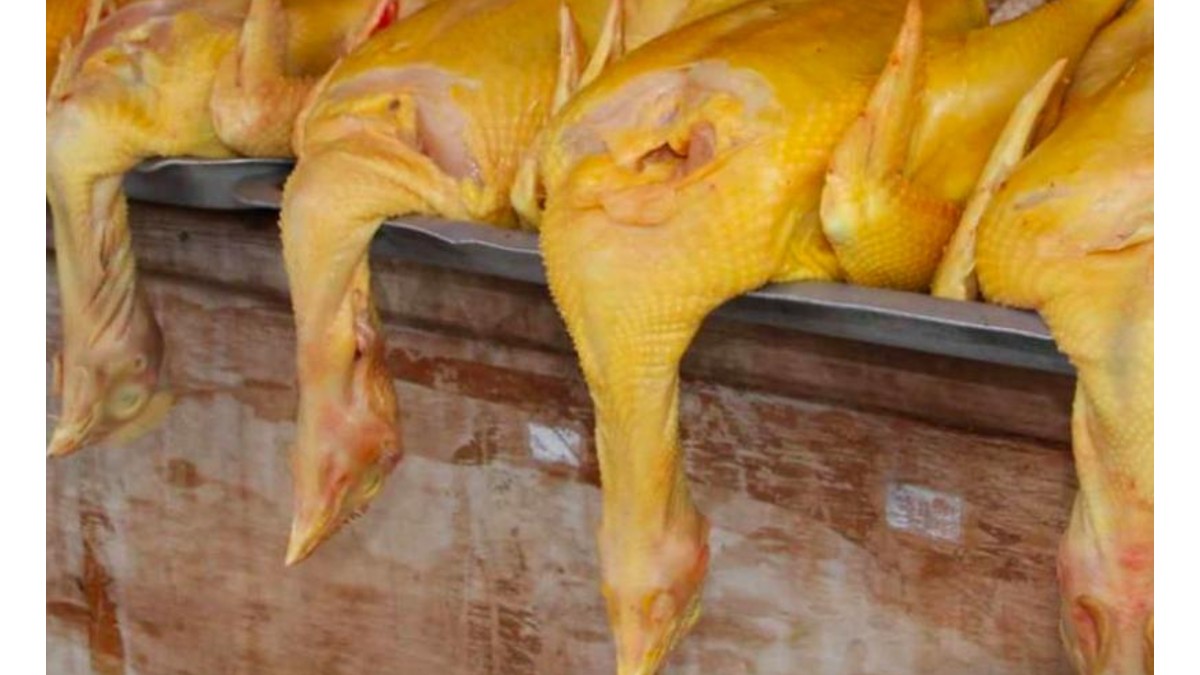 ede inflación en primera quincena junio, reporta INEGI; suben precios del pollo y aguacate (Síntesis Avícola)