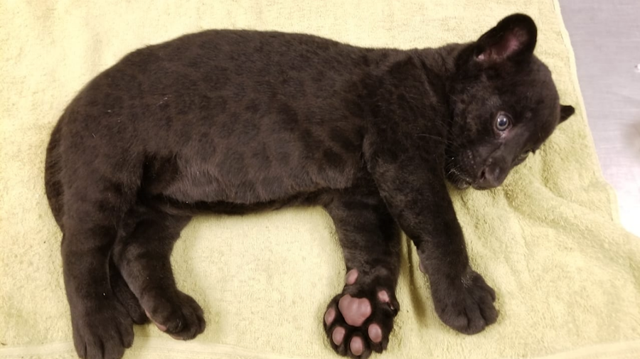 Foto Bebé jaguar nace en el zoológico de Culiacán 4 junio 2019