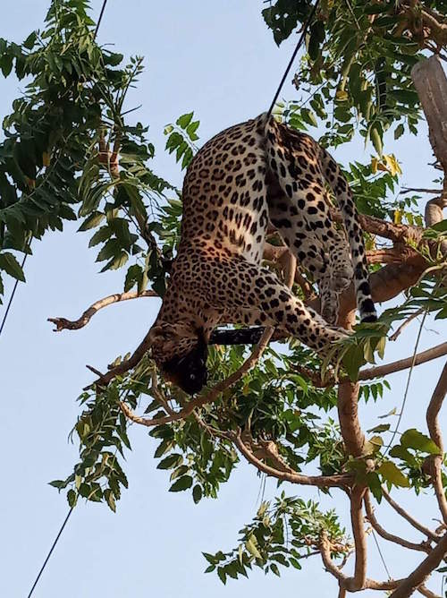 Foto Leopardo Electrocutado 22 Junio 2019