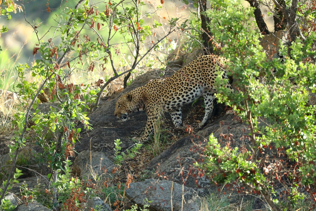 Foto: Leopardo en el Parque Nacional Pilanesberg, 11 de noviembre de 2017