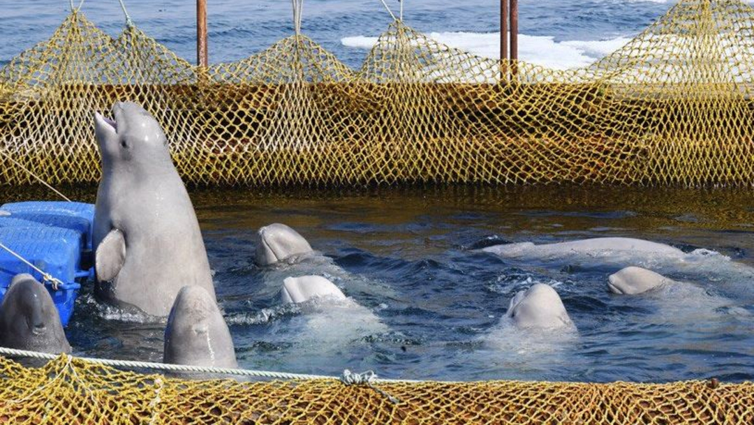 Foto: Rusia libera a los primeros cetáceos de la ‘cárcel de ballenas’, 20 junio 2019