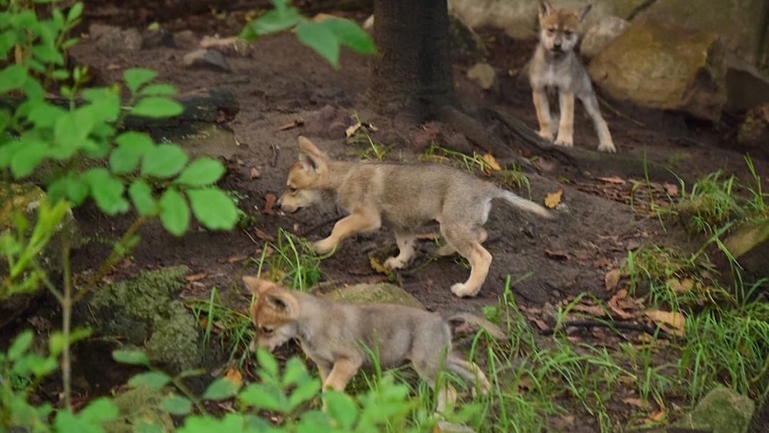 Fotos y video: Nacen 6 crías de lobo mexicano en zoológico de Chapultepec
