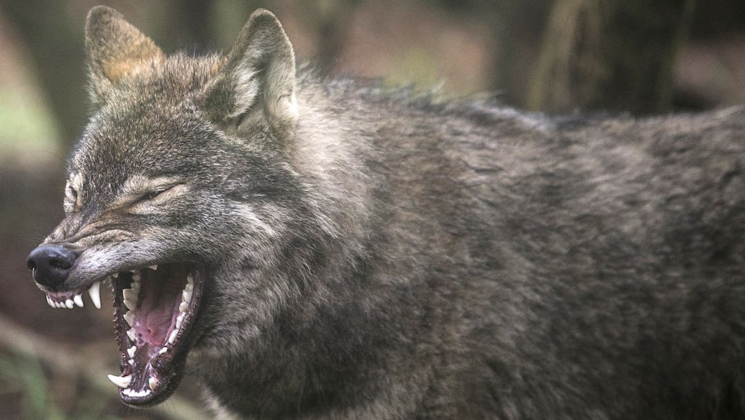 Encuentran cabeza de lobo gigante que vivió hace 40 mil años