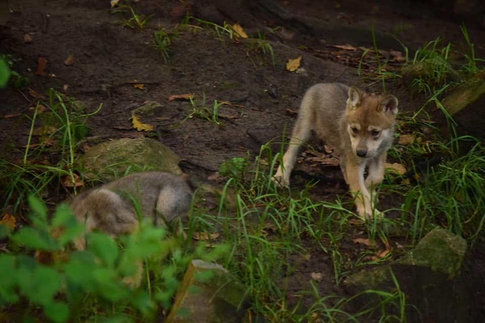 lobo-mexicano-nacen-crias-Zoologico-Chapultepec-cachorros