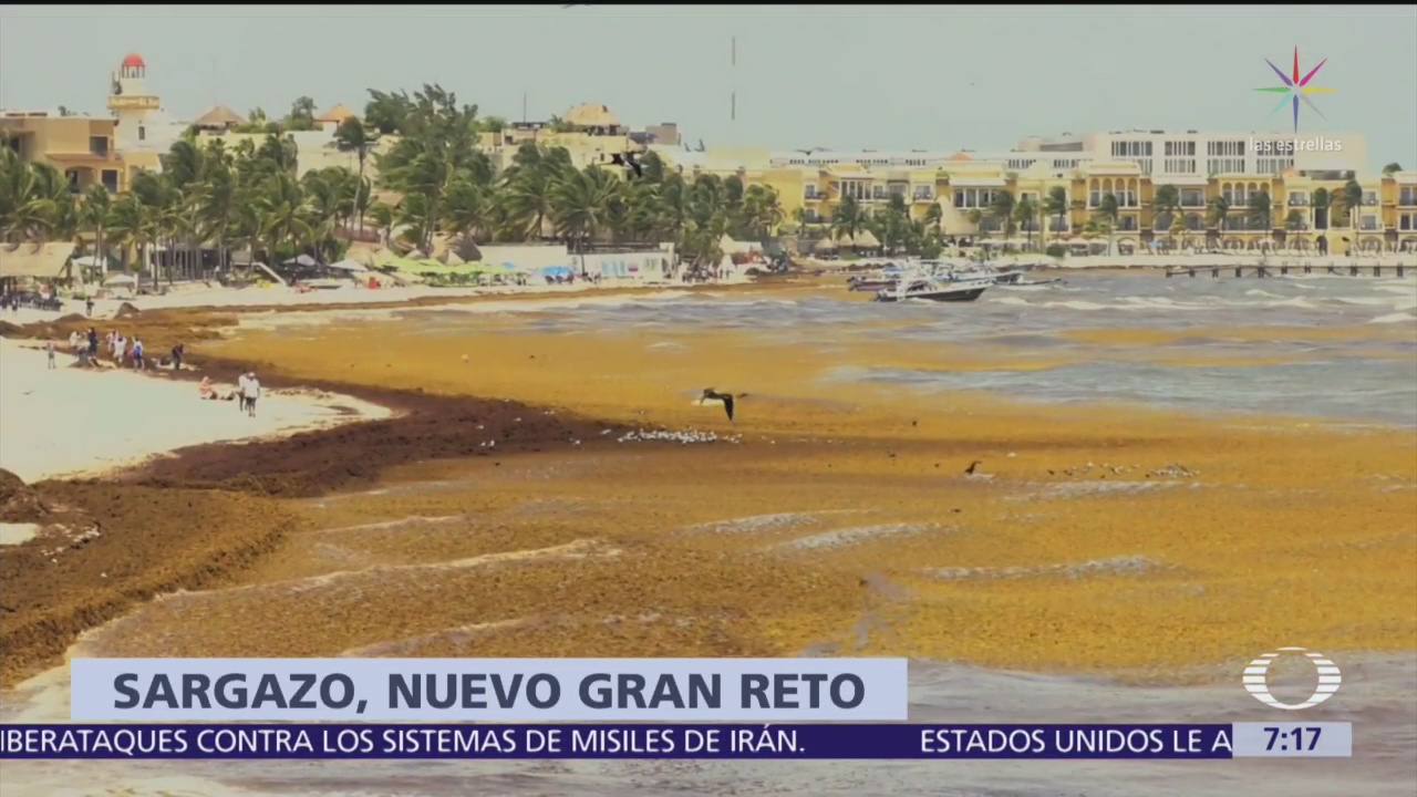 Mil toneladas de sargazo se recolectan a diario en Quintana Roo