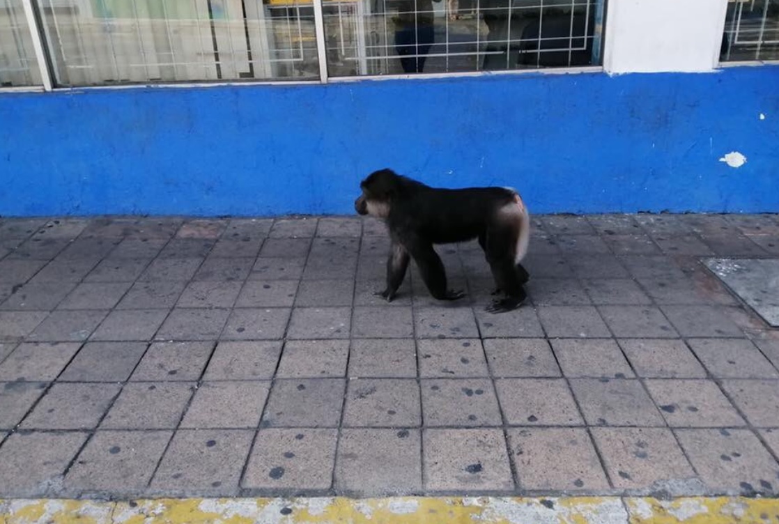 Foto: Un mono es visto caminar por las calles del centro de la ciudad de Colima en la calle Nigromante, paralela al Jardín Libertad, junio 15 de 2019 (Twitter: @obobadilla)