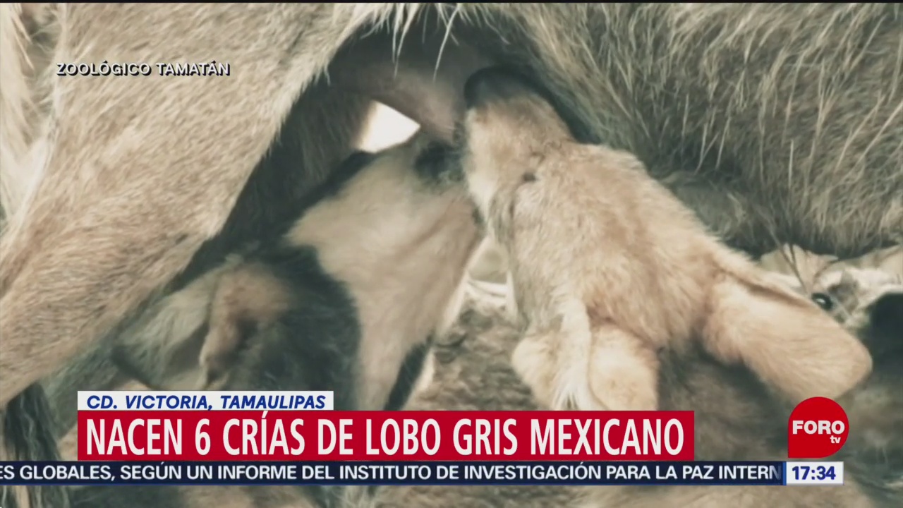 Foto: Nacen crías de lobo mexicano en Tamaulipas