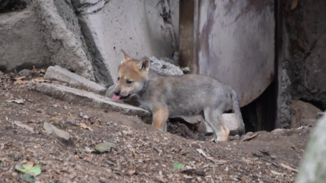 Nacen crías de lobo mexicano en Chapultepec; es una especie en riesgo