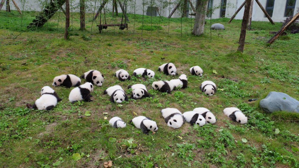 Foto Nacimiento y desarrollo de pandas gemelos da esperanza de vida a la especie 16 junio 2019