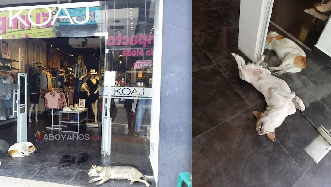 Tienda de ropa abre sus puertas para que perritos callejeros se protejan del calor