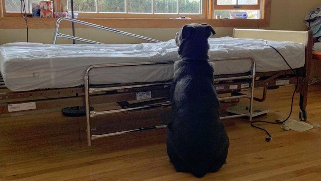 Foto Perrito espera a su dueño fallecido junto a la cama del hospital 25 junio 2019
