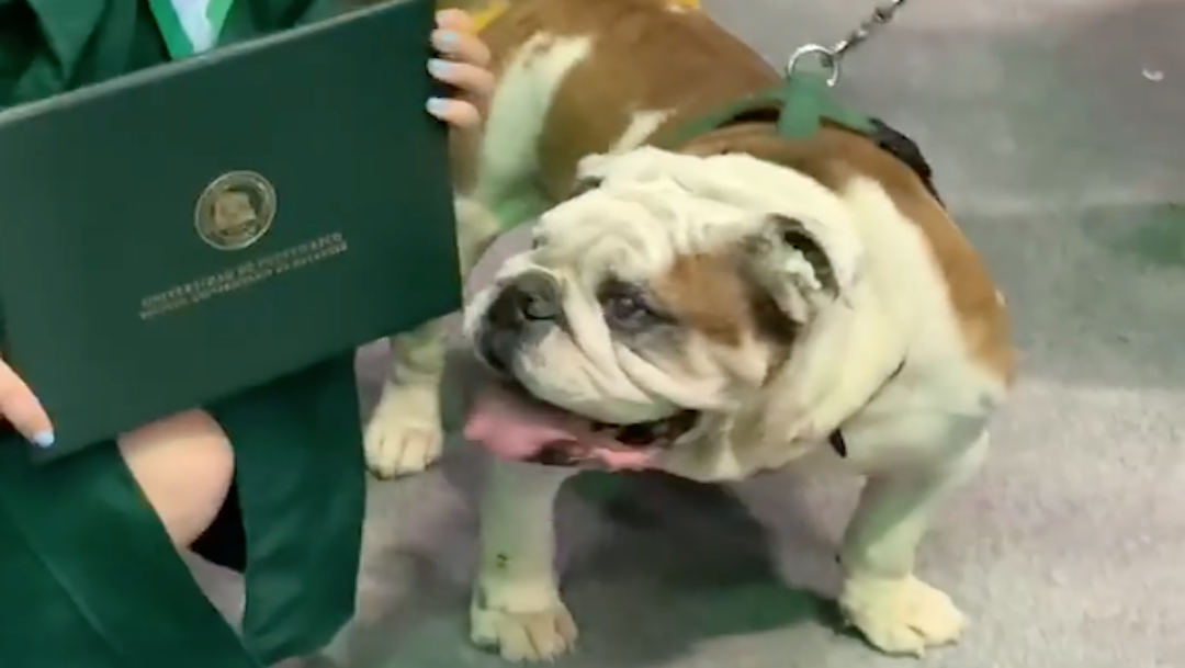 Video: Perro muerde diploma de recién graduada