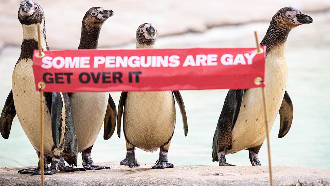 Foto Pingüinos Gay 28 Junio 2019