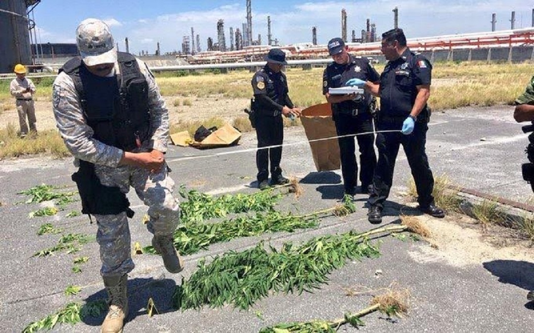 Foto: aseguran plantas de marihuana en refinería de Cadereyta, 17 de junio 2019. Noticieros Televisa
